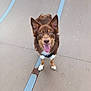 dog, pet, happy_dog, tongue_out, brown_fur, blue_eyes, perked_ears, harness, front_paws, standing, skatepark_ramp, metal_strip, concrete_surface, outdoor, portrait, close_up, shallow_depth_of_field, playful, smiling, canine