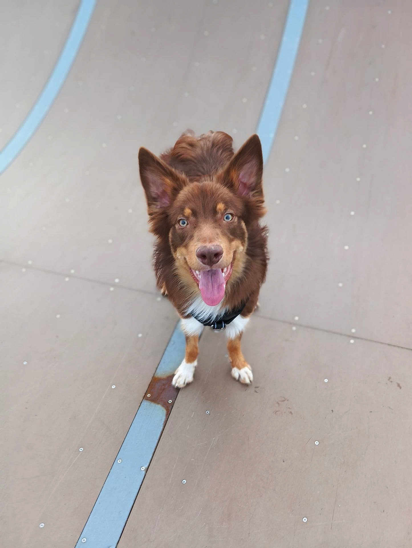 Aïko a rejoint le concours — aidez-le/la à gagner de superbes lots ! dog, pet, happy_dog, tongue_out, brown_fur, blue_eyes, perked_ears, harness, front_paws, standing, skatepark_ramp, metal_strip, concrete_surface, outdoor, portrait, close_up, shallow_depth_of_field, playful, smiling, canine