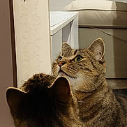 Roméo a rejoint le concours — aidez-le/la à gagner de superbes lots ! cat, tabby_cat, two_cats, feline, pet, green_eyes, striped_fur, whiskers, ears, closeup, portrait, looking_up, curious, indoor, living_room, couch, shelf, fur_texture, back_of_head, domestic_pet