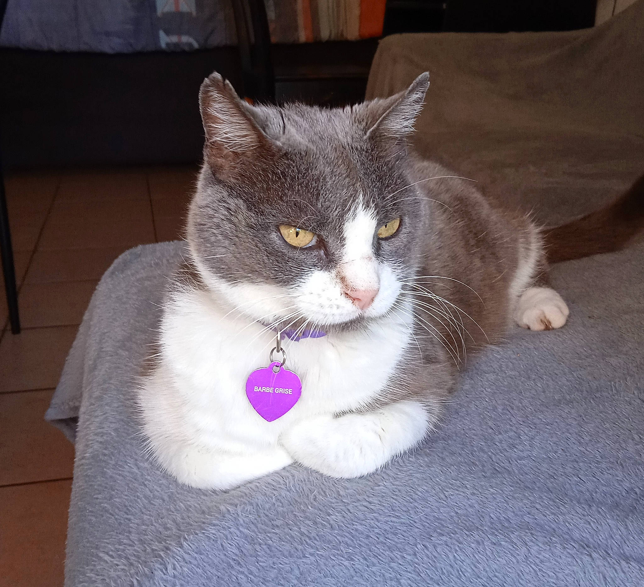 Barbe Grise a rejoint le concours — aidez-le/la à gagner de superbes lots ! art, carnivore, cat, collar, domestic_short_haired_cat, ear, felidae, fur, grey, head, paw, small_to_medium_sized_cats, snout, tail, thread, whiskers