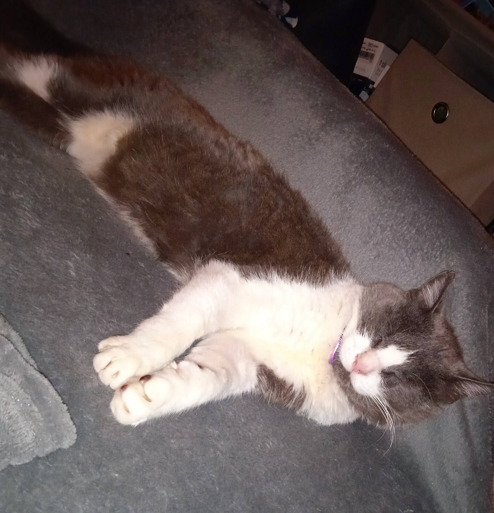 Barbe Grise participe au concours pour gagner de l'argent avec cette photo : box, carnivore, carton, cat, claw, comfort, domestic_short_haired_cat, felidae, flooring, fur, nap, paw, shipping_box, small_to_medium_sized_cats, snout, tail, whiskers