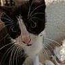 Oreo joined the competition — help win amazing prizes! kitten, cat, black_and_white, whiskers, close_up, pet, animal, curious, soft, indoor, feline, young, cute, portrait, fur, nose, ears, eyes, paw, cozy