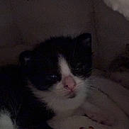 Oreo is registered to the contest to win money with this photo: kitten, black_and_white, cat, sleepy, close_up, pink_nose, furry, pet, animal, young, soft, blanket, cozy, cute, domestic, indoor, resting, feline, small, fur