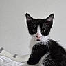Oreo joined the competition — help win amazing prizes! kitten, cat, black_and_white, pet, animal, feline, whiskers, ears, fur, young, cute, indoor, sitting, looking, alert, soft_texture, blanket, domestic, portrait, curious