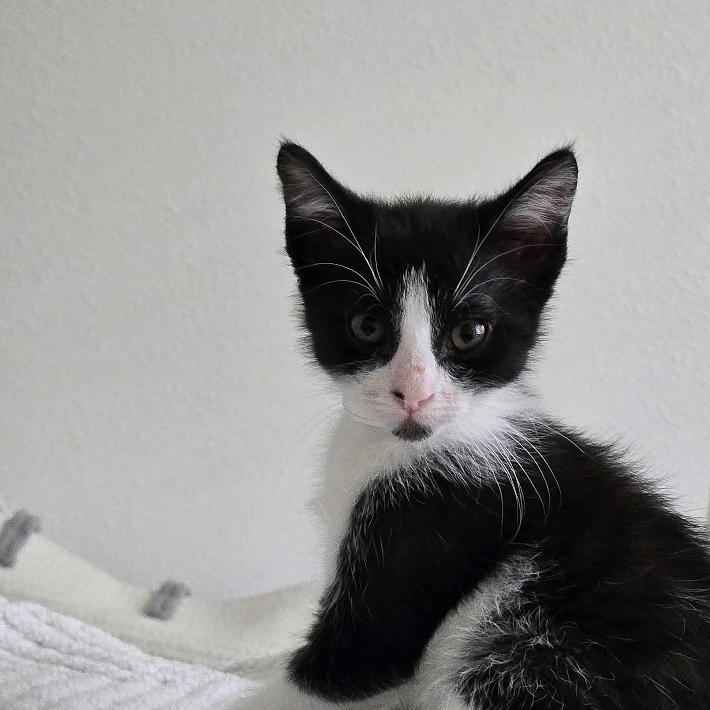 Oreo