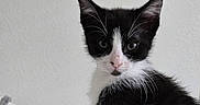 Oreo joined the competition — help win amazing prizes! kitten, cat, black_and_white, whiskers, pet, animal, feline, cute, young, indoor, blanket, resting, fur, curious, small, sitting, domestic_animal, portrait, looking, cozy