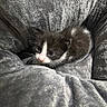 Oreo is registered to the contest to win money with this photo: kitten, cat, pet_bed, gray, black_and_white, feline, cute, small, cozy, fur, resting, animal, indoors, soft, comfort, young, domestic_cat, whiskers, sleepy, curious
