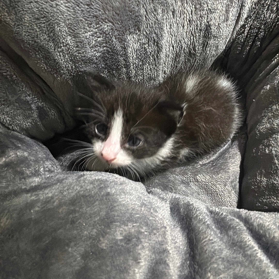 Oreo