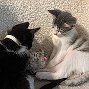 Oreo joined the competition — help win amazing prizes! kitten, cat, black_cat, white_cat, striped_cat, collar, plush_toy, blanket, soft_texture, indoor, pet, animal, cute, young, furry, sitting, curious, playful, domestic_animal, companions