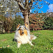 Uka a rejoint le concours — aidez-le/la à gagner de superbes lots ! dog, grass, tree, flowering_tree, blossom, spring, outdoor, sunny, blue_sky, nature, pet, canine, fur, relaxed, animal, garden, shrub, leaf, daylight, peaceful
