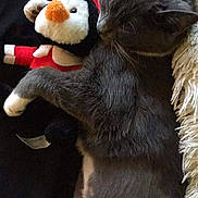 Bella is registered to the contest to win money with this photo: carnivore, cat, ear, felidae, fictional_character, fur, kitten, nose, paw, plush, small_to_medium_sized_cats, stuffed_toy, tail, whiskers