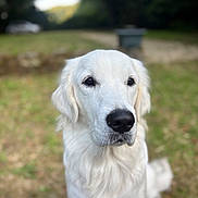 Floki participe au concours pour gagner de l'argent avec cette photo : animal, blurred_background, calm, canine, closeup, daylight, dog, ears, expression, friendly, fur, golden_retriever, grass, nature, outdoor, pet, portrait, sitting, snout, white_dog
