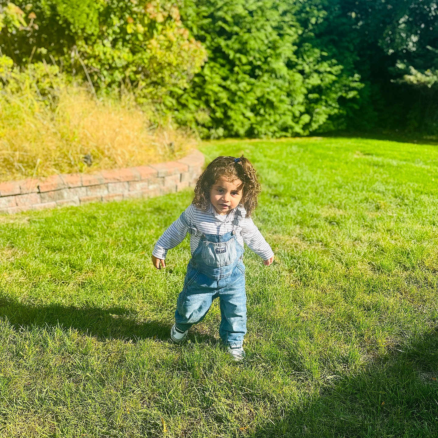 Klay joined the competition — help win amazing prizes! brick_wall, casual_clothing, child, curly_hair, daylight, grass, greenery, hedge, lawn, nature, outdoor, overalls, park, person, playful, smiling, sunlight, toddler, walking, young_child