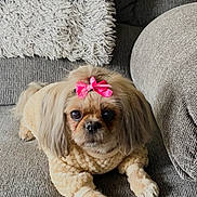Bubbles is registered to the contest to win money with this photo: dog, small_dog, pet, sweater, bow, pink_bow, cute, cozy, couch, gray_couch, pillow, white_pillow, indoor, fur, animal, companion, relaxed, lying_down, adorable, home