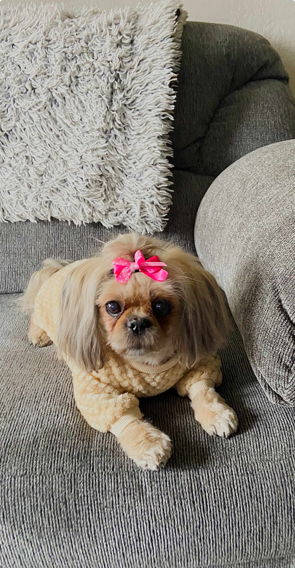Bubbles is registered to the contest to win money with this photo: dog, small_dog, pet, sweater, bow, pink_bow, cute, cozy, couch, gray_couch, pillow, white_pillow, indoor, fur, animal, companion, relaxed, lying_down, adorable, home