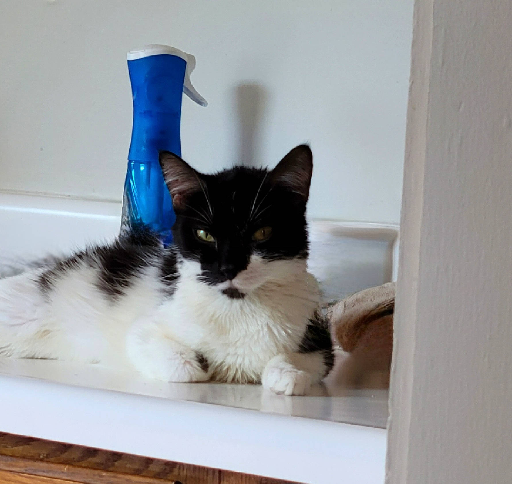 Bella Boo Bear joined the competition — help win amazing prizes! carnivore, cat, cat_supply, comfort, domestic_short_haired_cat, electric_blue, felidae, flooring, formal_wear, fur, hardwood, linens, pet_supply, rectangle, room, small_to_medium_sized_cats, snout, tail, whiskers, wood