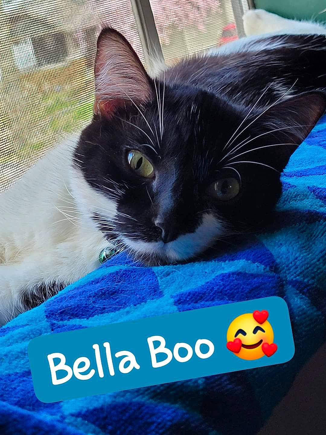Bella Boo Bear joined the competition — help win amazing prizes! angry_birds, black_cat, carnivore, cat, cat_supply, claw, comfort, domestic_short_haired_cat, electric_blue, felidae, fur, mesh, paw, photo_caption, rectangle, small_to_medium_sized_cats, snout, tail, textile, whiskers