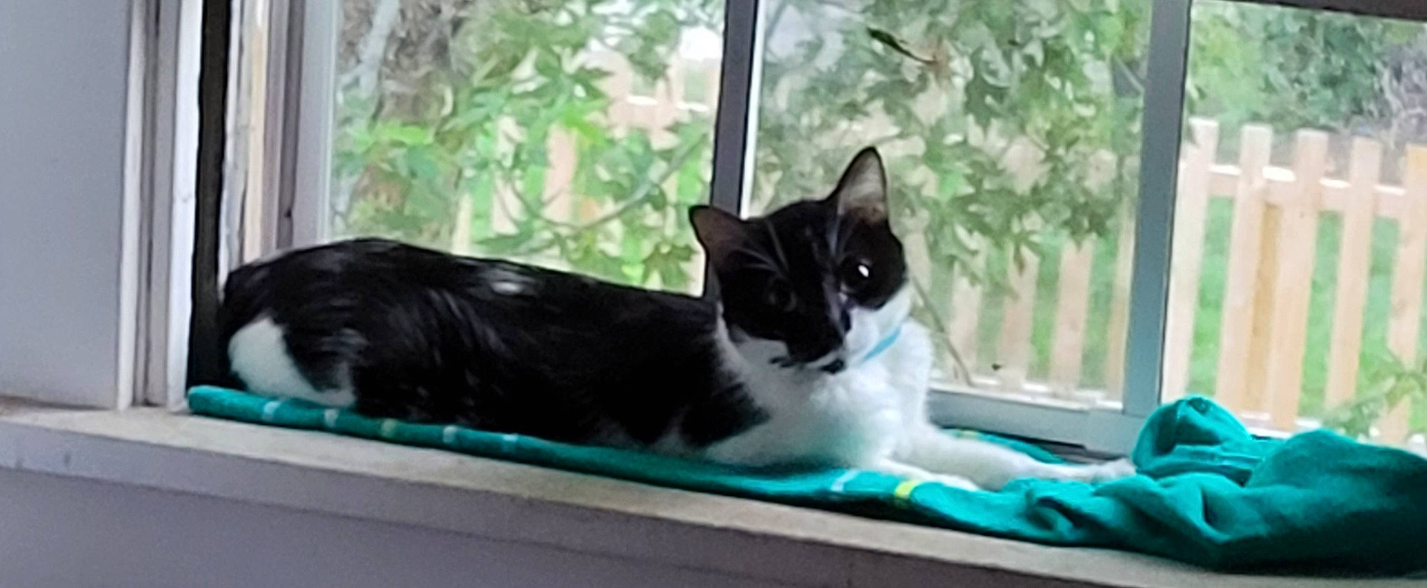 Bella Boo Bear is registered to the contest to win money with this photo: carnivore, cat, comfort, domestic_short_haired_cat, felidae, fixture, fur, pet_supply, plant, small_to_medium_sized_cats, tail, tree, whiskers, window