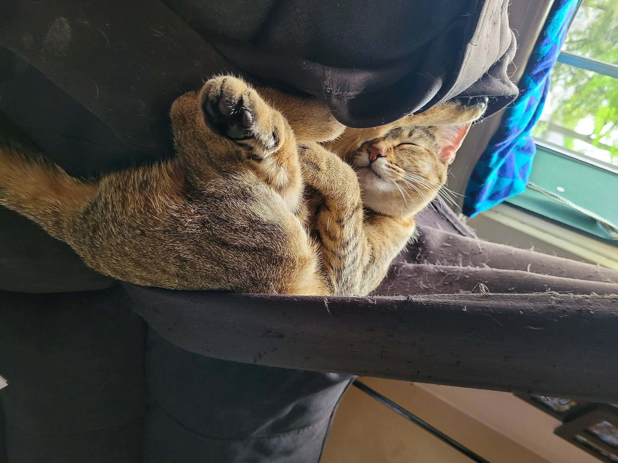 King Lewie joined the competition — help win amazing prizes! big_cats, claw, domestic_short_haired_cat, fawn, felidae, foot, fur, human_leg, rope, small_to_medium_sized_cats, snout, sporting_group, tail, terrestrial_animal, tree, trunk, whiskers, wildlife, window, wood