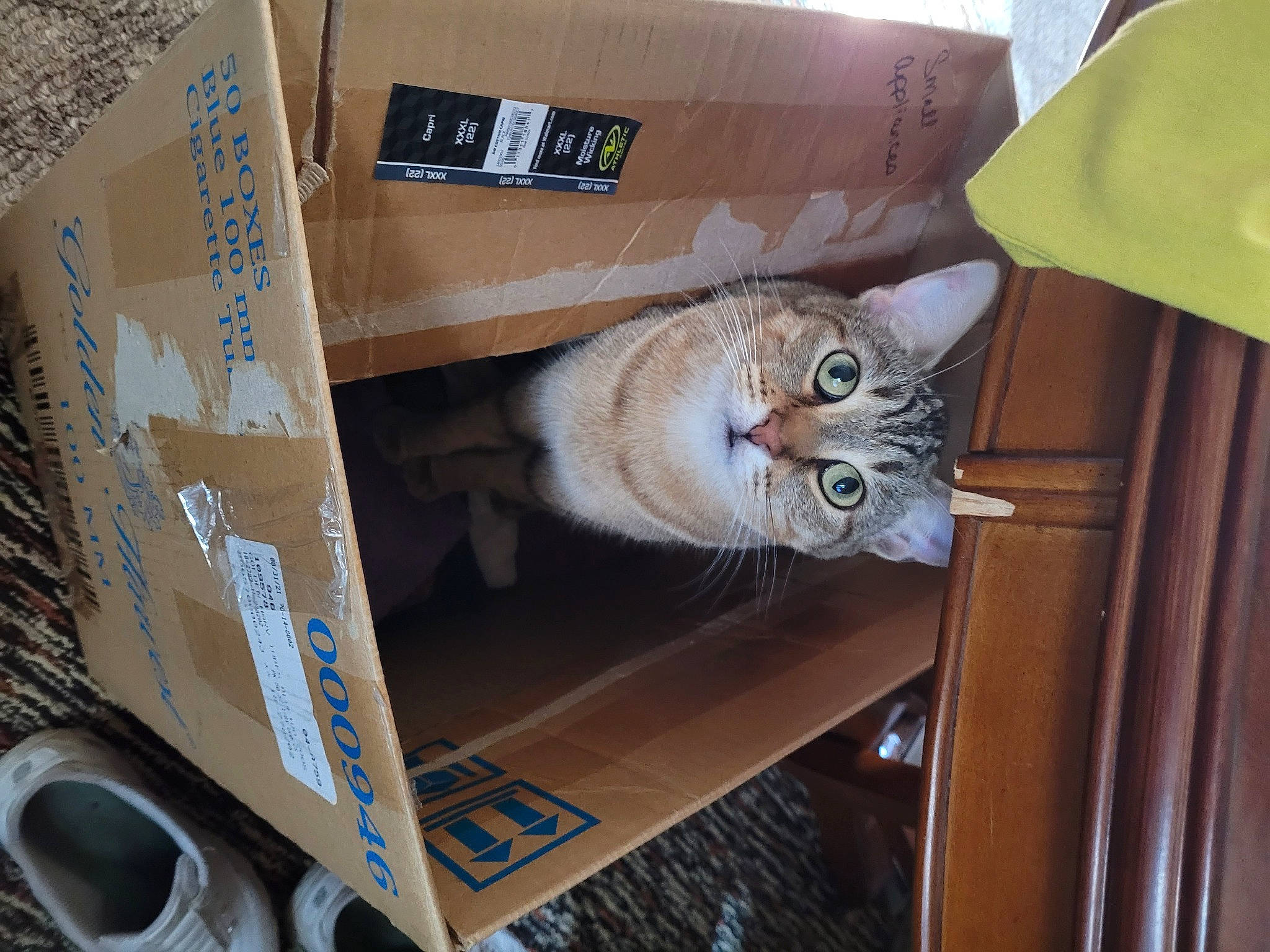 King Lewie is registered to the contest to win money with this photo: box, cardboard, carnivore, carton, cat, domestic_short_haired_cat, fawn, felidae, fur, hardwood, packaging_and_labeling, packing_materials, room, shelf, shelving, shipping_box, small_to_medium_sized_cats, tail, whiskers, wood
