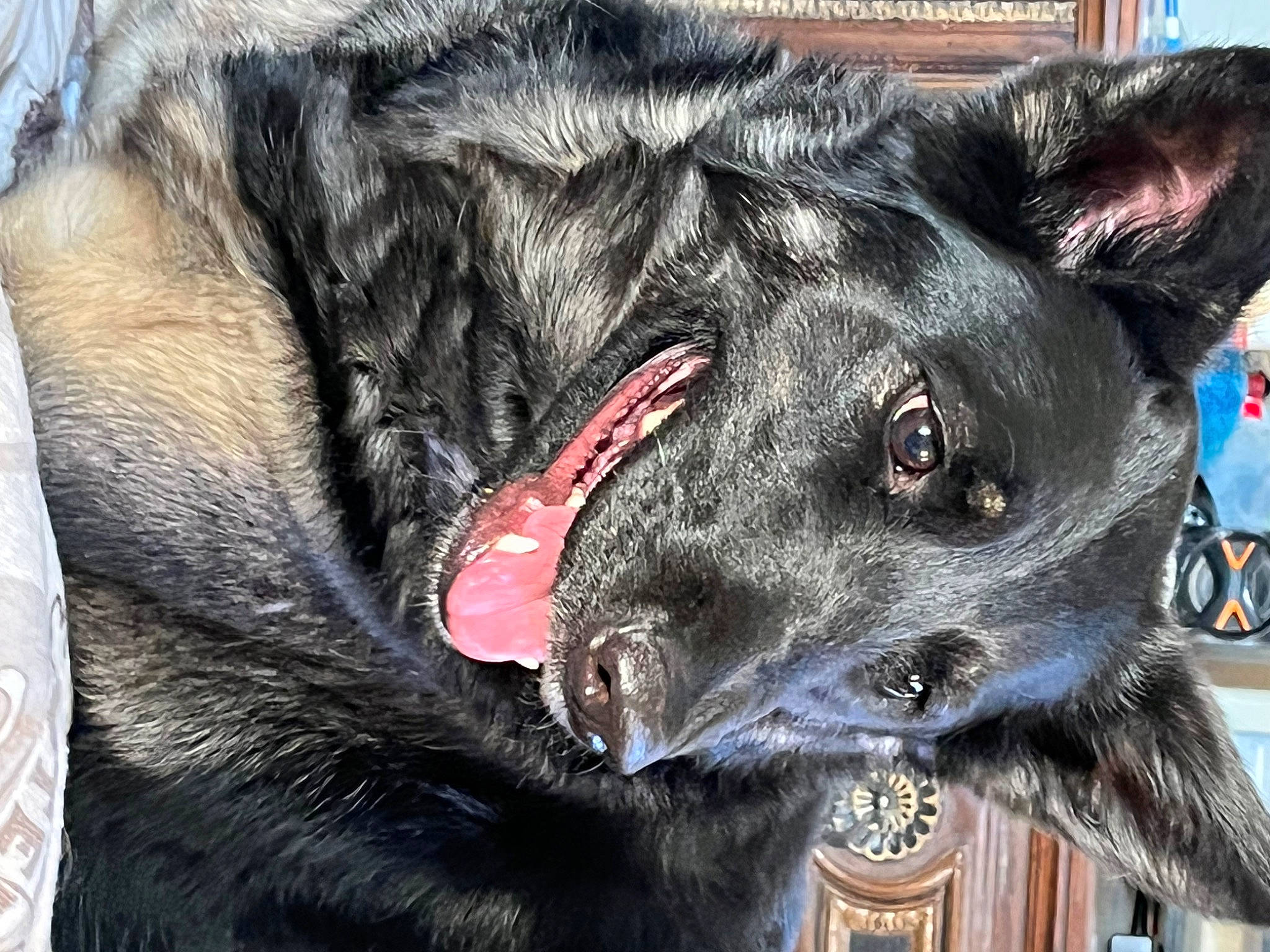 Kenzi is registered to the contest to win money with this photo: art, black_norwegian_elkhound, canidae, canis, carnivore, collar, companion_dog, dog, dog_breed, fang, fur, guard_dog, jaw, non_sporting_group, snout, sporting_group, terrestrial_animal, whiskers, working_animal, working_dog