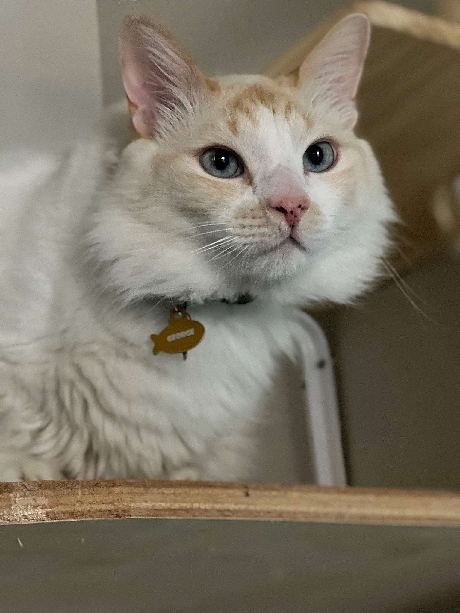 George joined the competition — help win amazing prizes! box, carnivore, cat, cat_supply, claw, collar, domestic_short_haired_cat, fawn, felidae, fur, paw, pet_supply, photo_caption, small_to_medium_sized_cats, snout, tail, whiskers, window