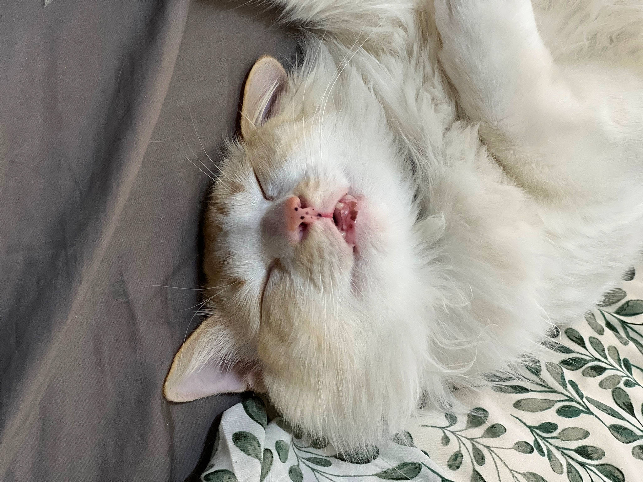 George joined the competition — help win amazing prizes! carnivore, cat, claw, close_up, comfort, domestic_short_haired_cat, fang, felidae, foot, fur, paw, small_to_medium_sized_cats, tail, terrestrial_animal, whiskers, yawn