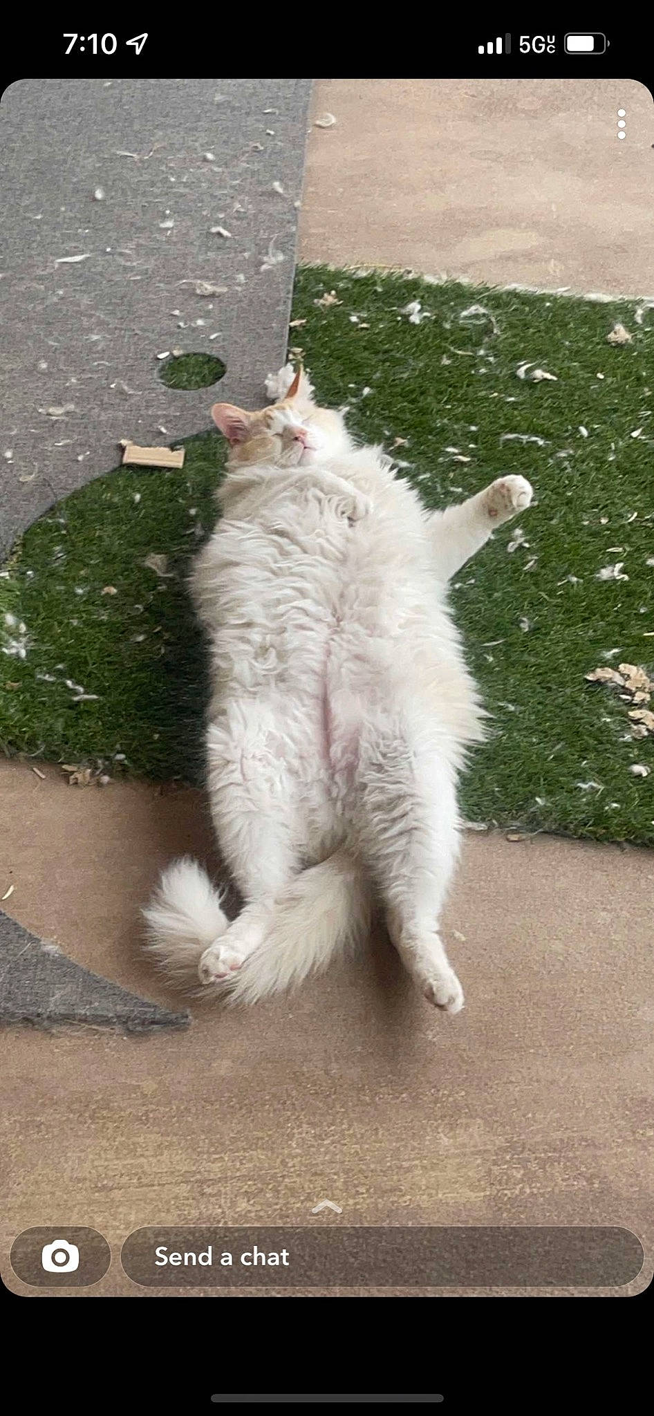 George is registered to the contest to win money with this photo: asphalt, carnivore, cat, claw, domestic_short_haired_cat, fawn, felidae, foot, fur, grass, human_leg, paw, road_surface, shadow, sidewalk, sitting, small_to_medium_sized_cats, tail, terrestrial_animal, whiskers