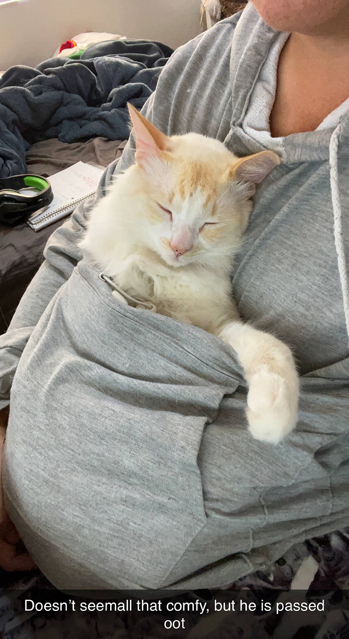 George is registered to the contest to win money with this photo: bag, carnivore, cat, claw, comfort, domestic_short_haired_cat, fawn, felidae, fur, gesture, human_leg, lap, linens, luggage_and_bags, nap, paw, sitting, small_to_medium_sized_cats, tail, whiskers