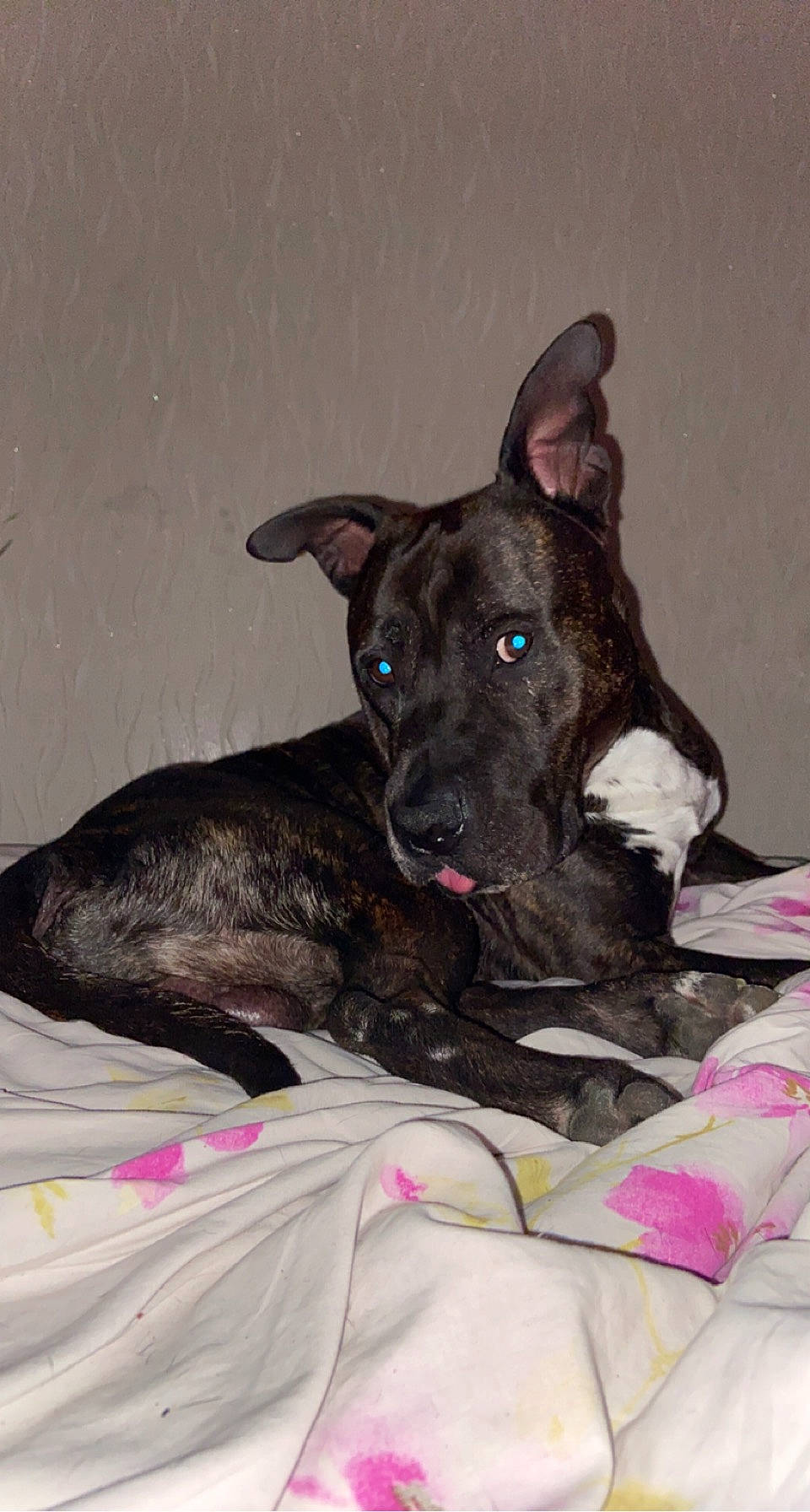 Skype a rejoint le concours — aidez-le/la à gagner de superbes lots ! canidae, carnivore, collar, comfort, companion_dog, dog, dog_breed, dog_supply, fawn, laptop, non_sporting_group, snout, sporting_group, terrestrial_animal, working_animal