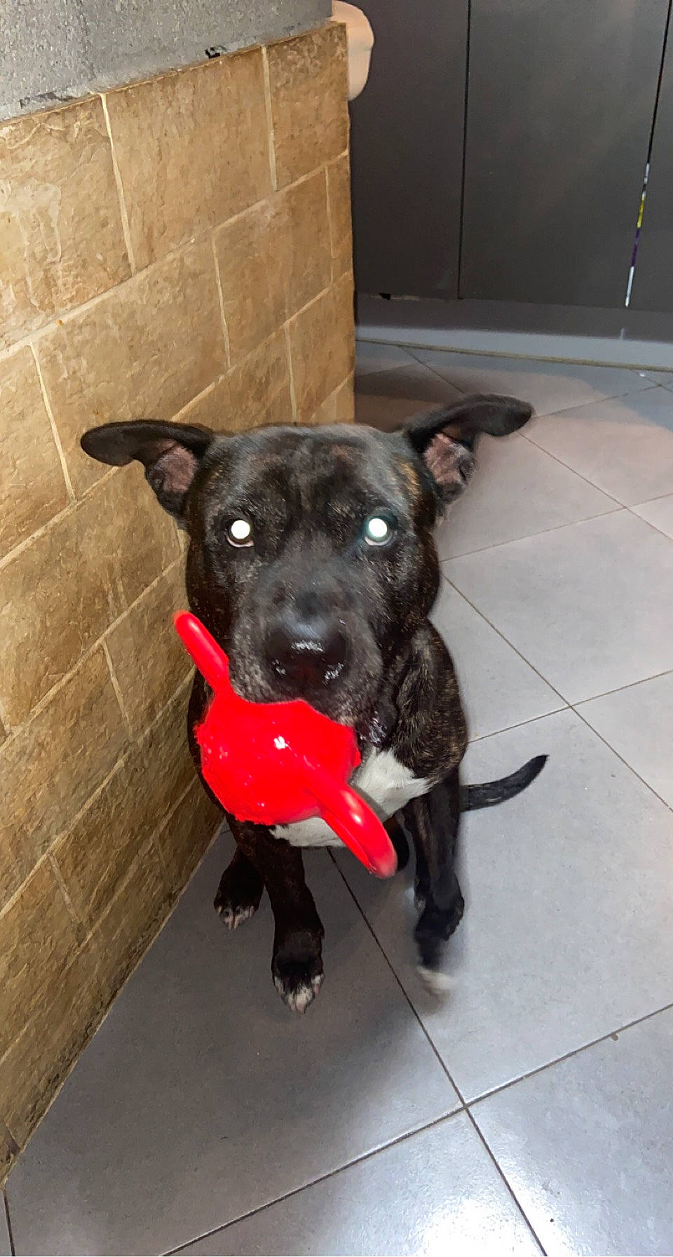 Skype participe au concours pour gagner de l'argent avec cette photo : borador, canidae, carnivore, collar, companion_dog, dog, dog_breed, dog_collar, dog_supply, fawn, floor, flooring, leash, pet_supply, snout, sporting_group, tail, tile_flooring, whiskers, working_animal