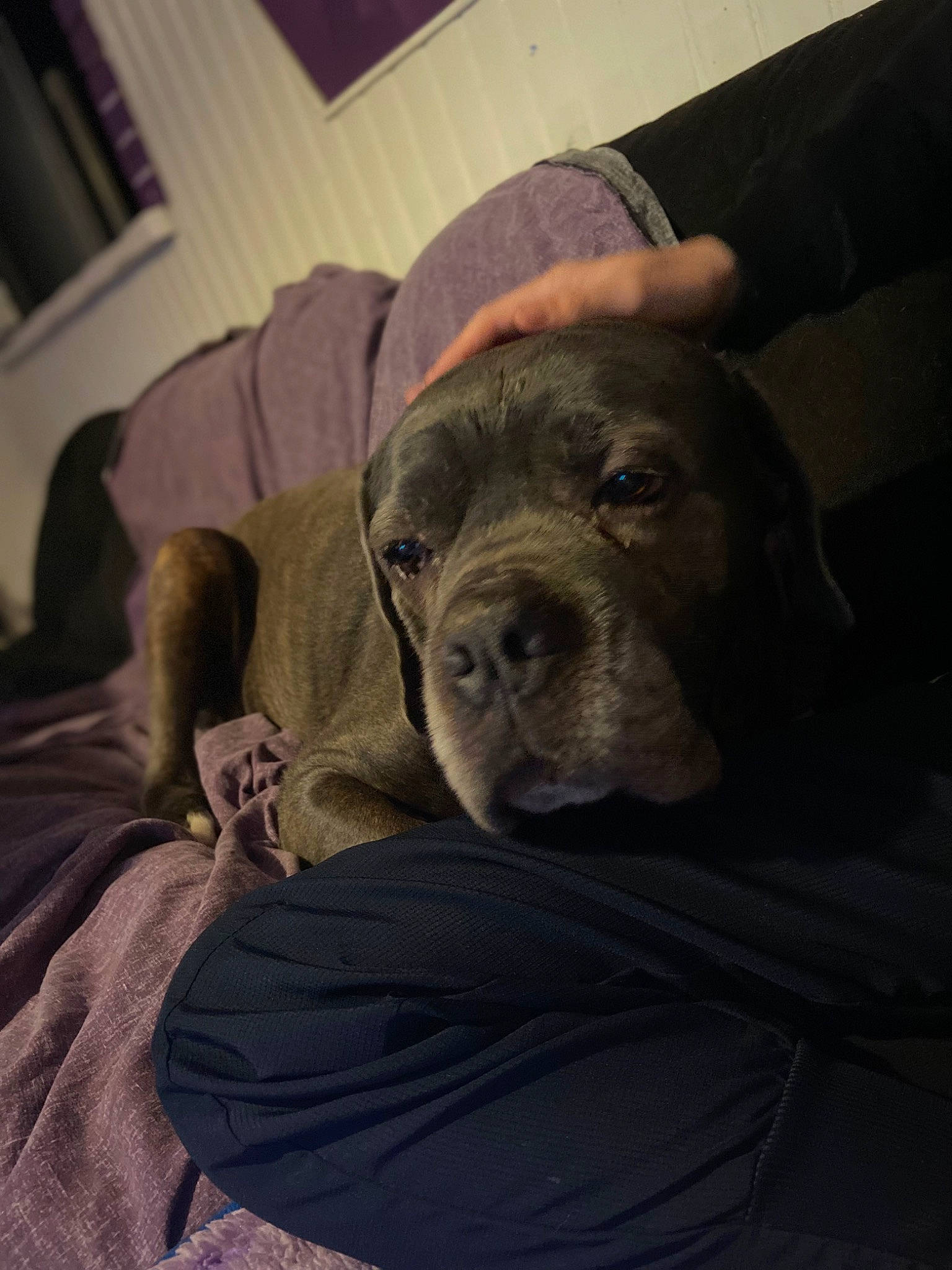 Tyson participe au concours pour gagner de l'argent avec cette photo : canidae, carnivore, cloud, comfort, companion_dog, dog, dog_breed, fawn, flesh, fur, grey, liver, picture_frame, selfie, sitting, sporting_group, working_animal, wrinkle