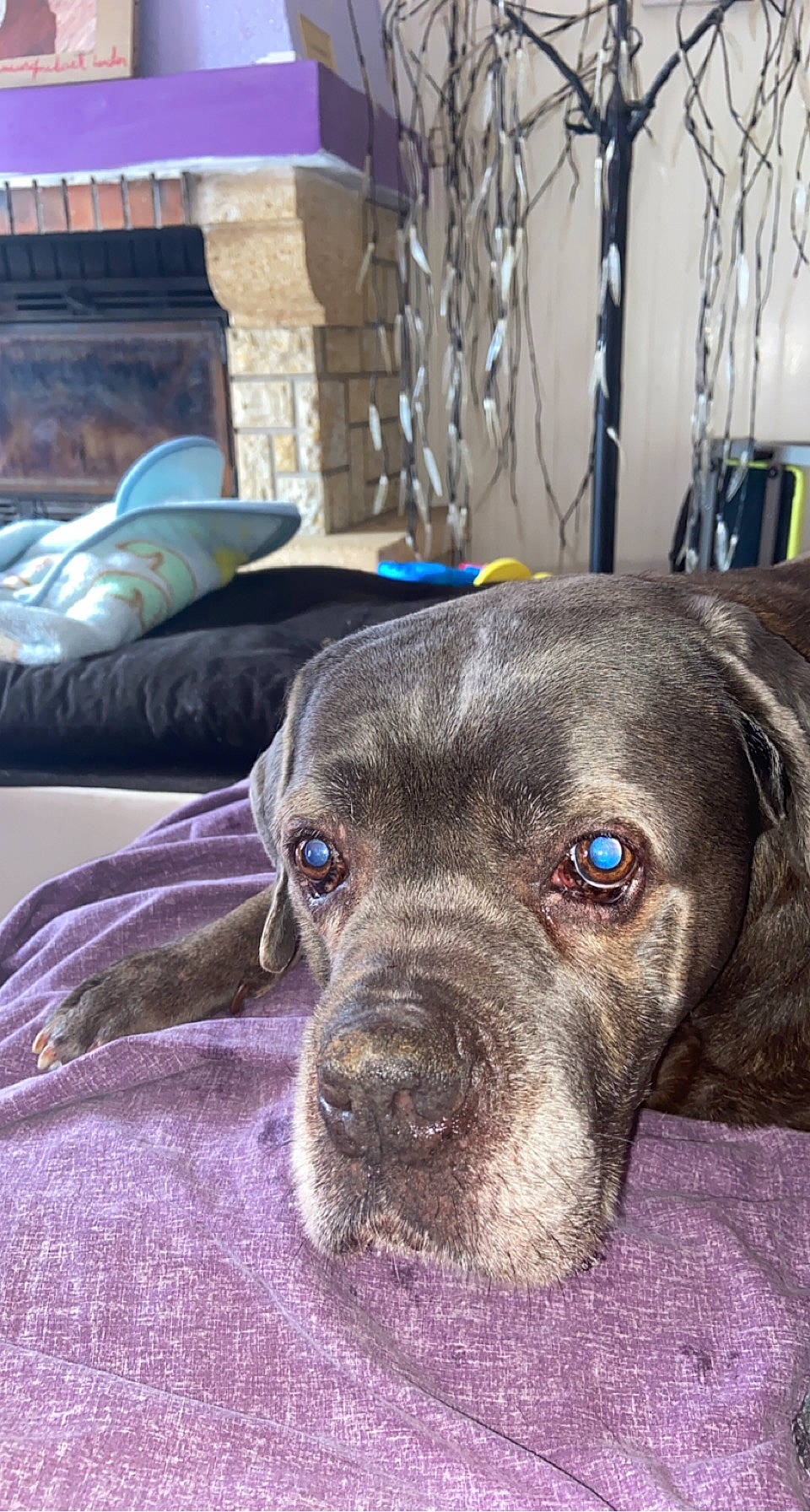 Tyson participe au concours pour gagner de l'argent avec cette photo : borador, canidae, carnivore, close_up, companion_dog, dog, dog_breed, eye, fawn, fence, fur, gun_dog, liver, metal, puppy, snout, sporting_group, terrestrial_animal, whiskers, working_animal