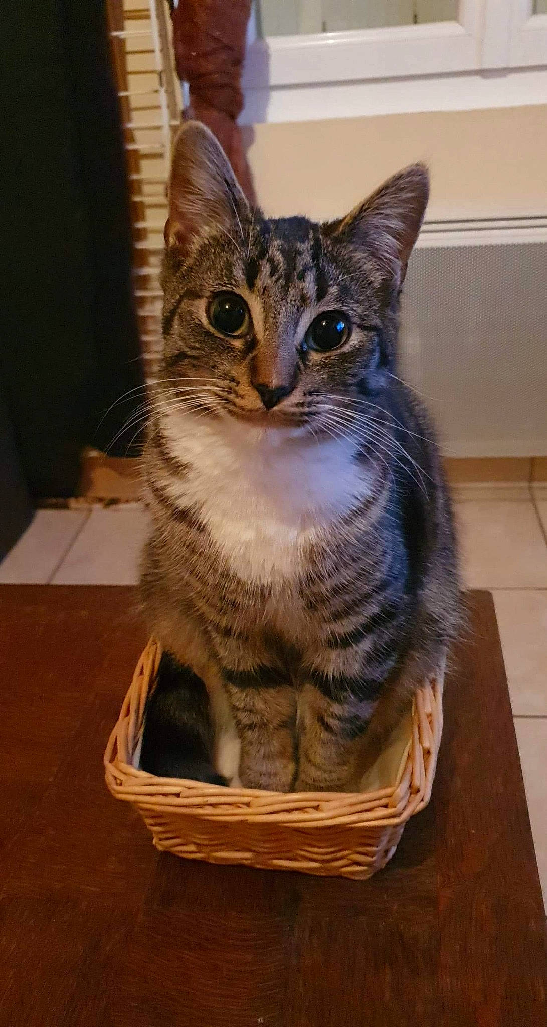 Moana participe au concours pour gagner de l'argent avec cette photo : basket, carnivore, cat, cat_supply, domestic_short_haired_cat, felidae, fur, metal, sitting, small_to_medium_sized_cats, snout, tail, terrestrial_animal, whiskers, wicker, wildlife, wood