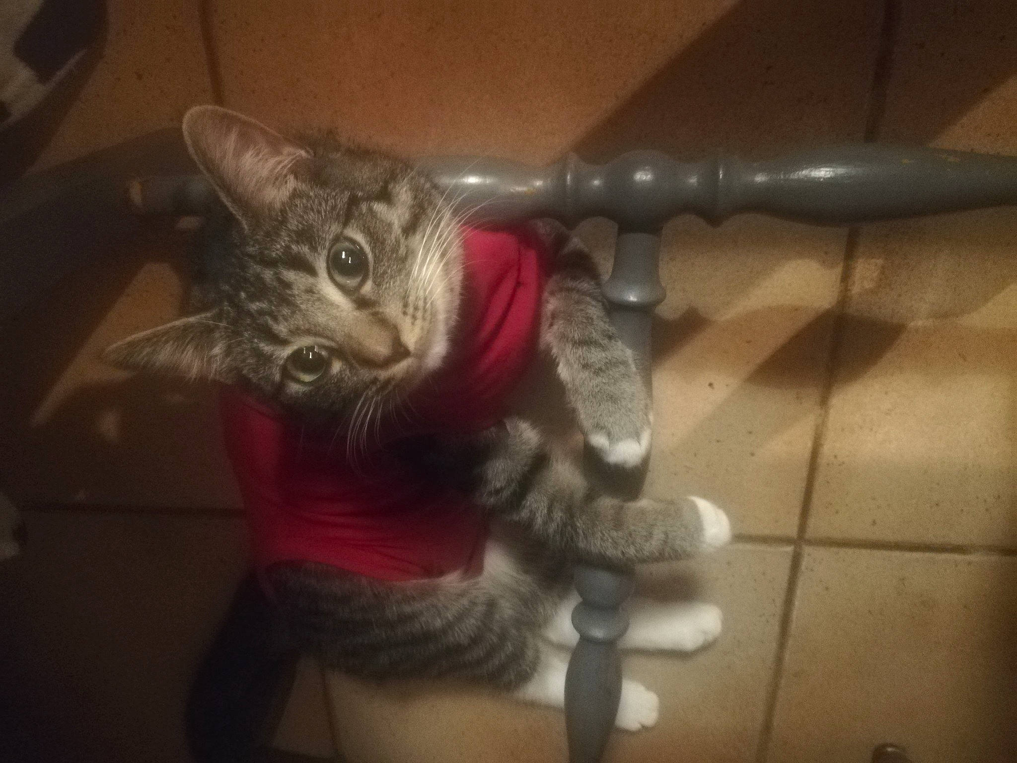 Moana participe au concours pour gagner de l'argent avec cette photo : carnivore, cat, cat_toy, claw, domestic_short_haired_cat, felidae, flooring, fur, grey, metal, paw, photo_caption, selfie, small_to_medium_sized_cats, snout, tail, whiskers