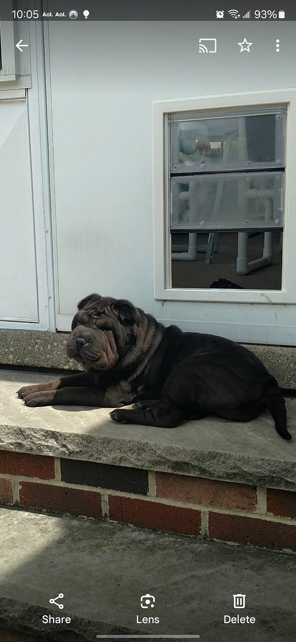 Lucy joined the competition — help win amazing prizes! canidae, carnivore, companion_dog, dog, dog_breed, door, fawn, fixture, floor, flooring, grey, snout, sporting_group, tail, terrestrial_animal, water, window, wood, working_animal, wrinkle