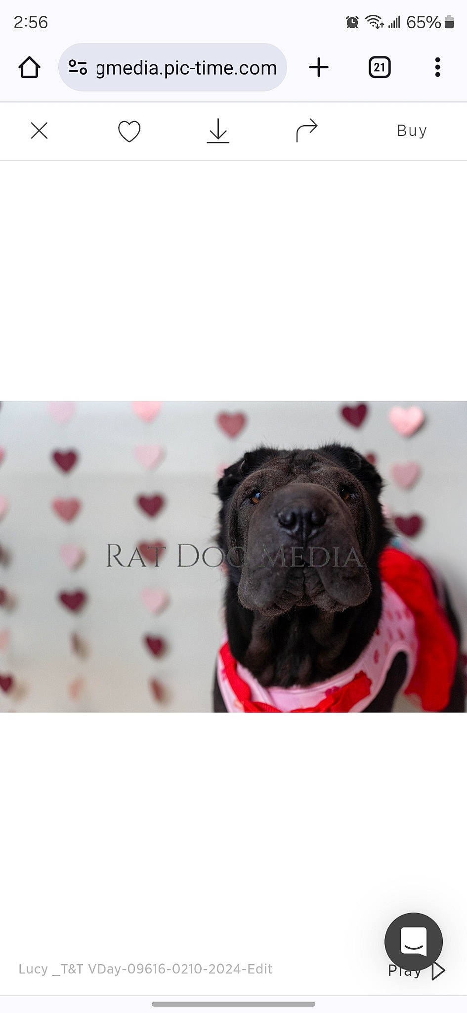 Lucy is registered to the contest to win money with this photo: carnivore, collar, companion_dog, dog, dog_breed, dog_collar, fashion_accessory, font, fur, magenta, non_sporting_group, pattern, pet_supply, rectangle, sleeve, whiskers, working_animal
