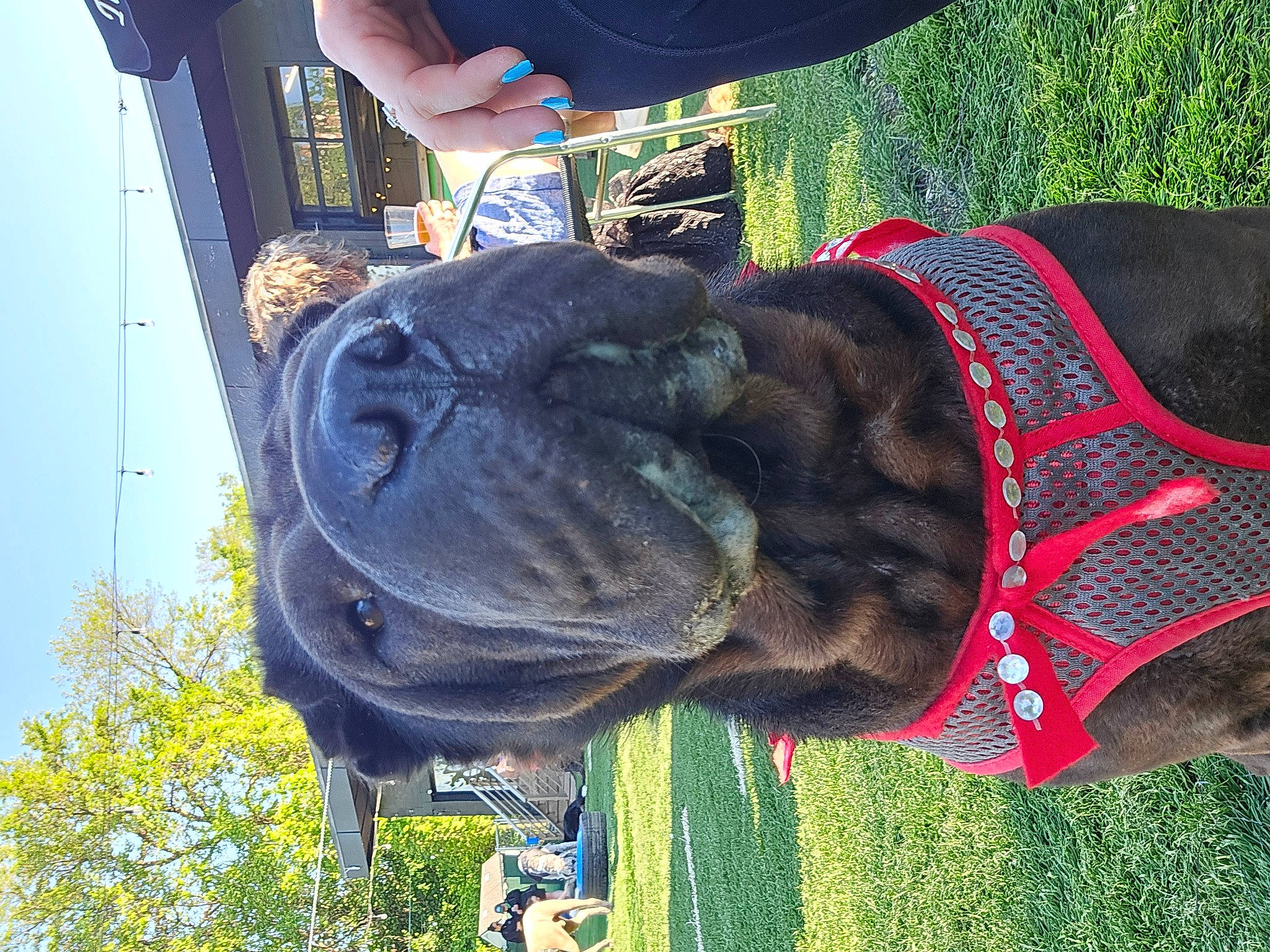 Lucy is registered to the contest to win money with this photo: art, black, fashion_accessory, fun, grass, green, leisure, light, pack_animal, plant, sculpture, sky, statue, thread, tree, visual_arts, wool, woolen, working_animal