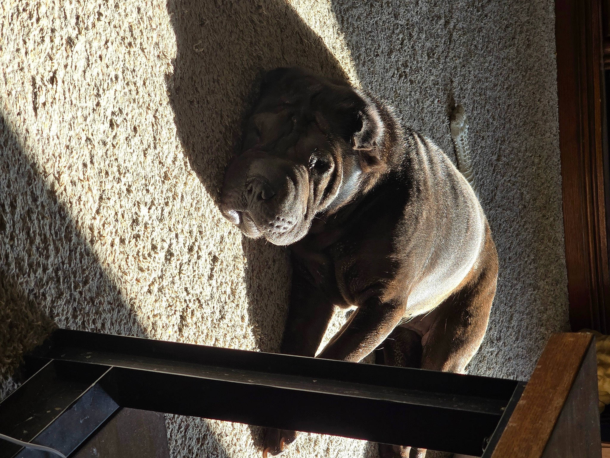 Lucy is registered to the contest to win money with this photo: art, automotive_tire, big_cats, carnivore, companion_dog, dog_breed, fawn, felidae, metal, rectangle, room, shadow, snout, tail, terrestrial_animal, tints_and_shades, window, wood, working_animal, wrinkle