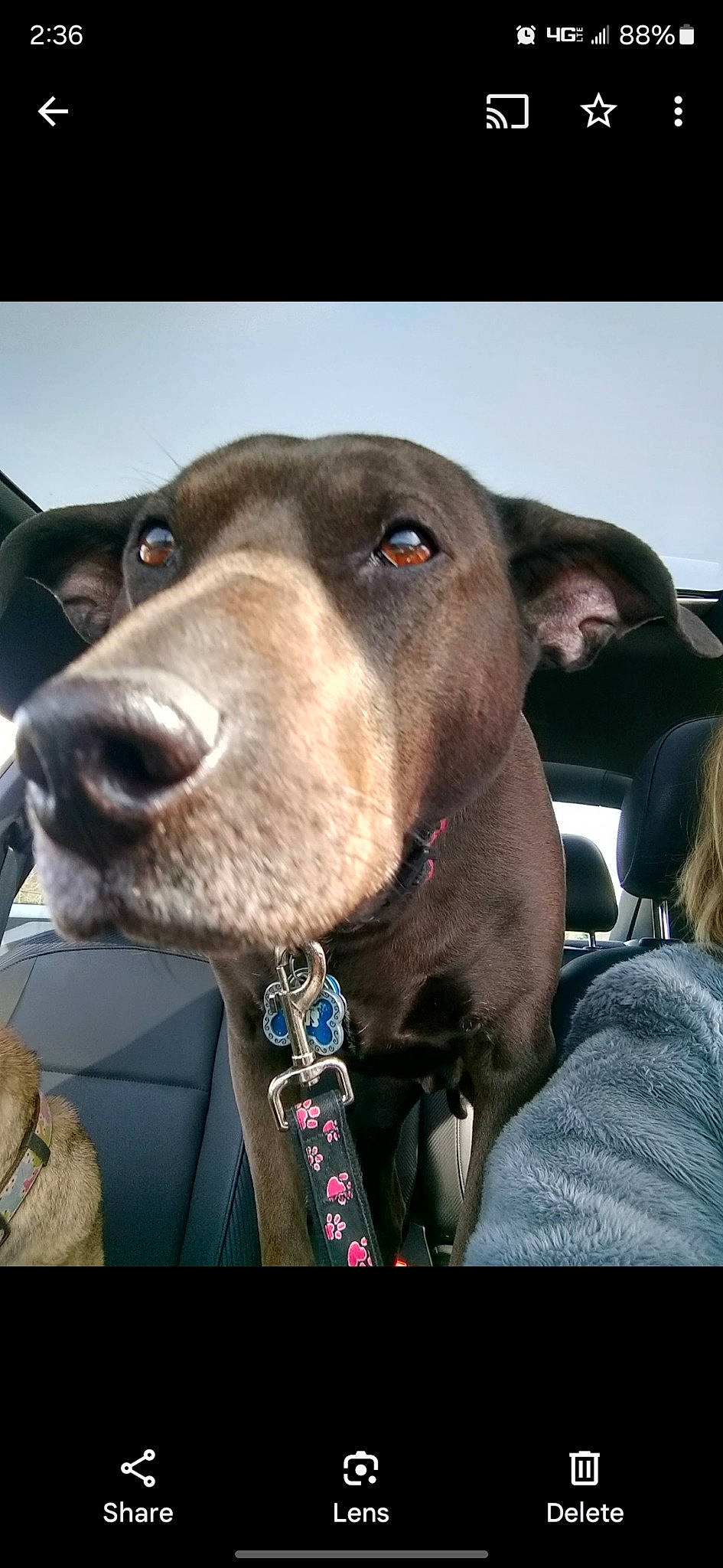 Gus is registered to the contest to win money with this photo: canidae, carnivore, collar, companion_dog, dog, dog_breed, dog_collar, ear, fashion_accessory, fur, gun_dog, leash, liver, mammal, non_sporting_group, pet_supply, sporting_group, vertebrate, whiskers, working_animal