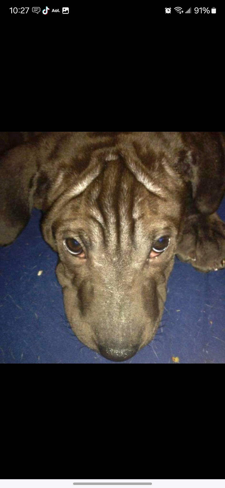 Gus is registered to the contest to win money with this photo: art, canidae, carnivore, companion_dog, darkness, dog, dog_breed, electric_blue, fawn, felidae, fur, guard_dog, jaw, liver, snout, sporting_group, terrestrial_animal, whiskers, wildlife, working_animal