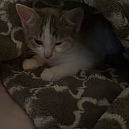 Piper joined the competition — help win amazing prizes! kitten, cat, blanket, fuzzy, cozy, sleepy, indoor, pet, animal, resting, cute, fur, paw, pattern, soft, warm, comfort, bed, snug, domestic