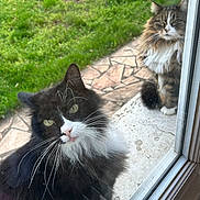 Lilo a rejoint le concours — aidez-le/la à gagner de superbes lots ! animal, cat, close_up, curious, daylight, ears, feline, fur, glass, green_grass, long_hair_cat, looking, nature, outdoor, patio, pet, tuxedo_cat, two_cats, whiskers, window