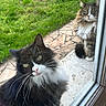 animal, cat, close_up, curious, daylight, ears, feline, fur, glass, green_grass, long_hair_cat, looking, nature, outdoor, patio, pet, tuxedo_cat, two_cats, whiskers, window