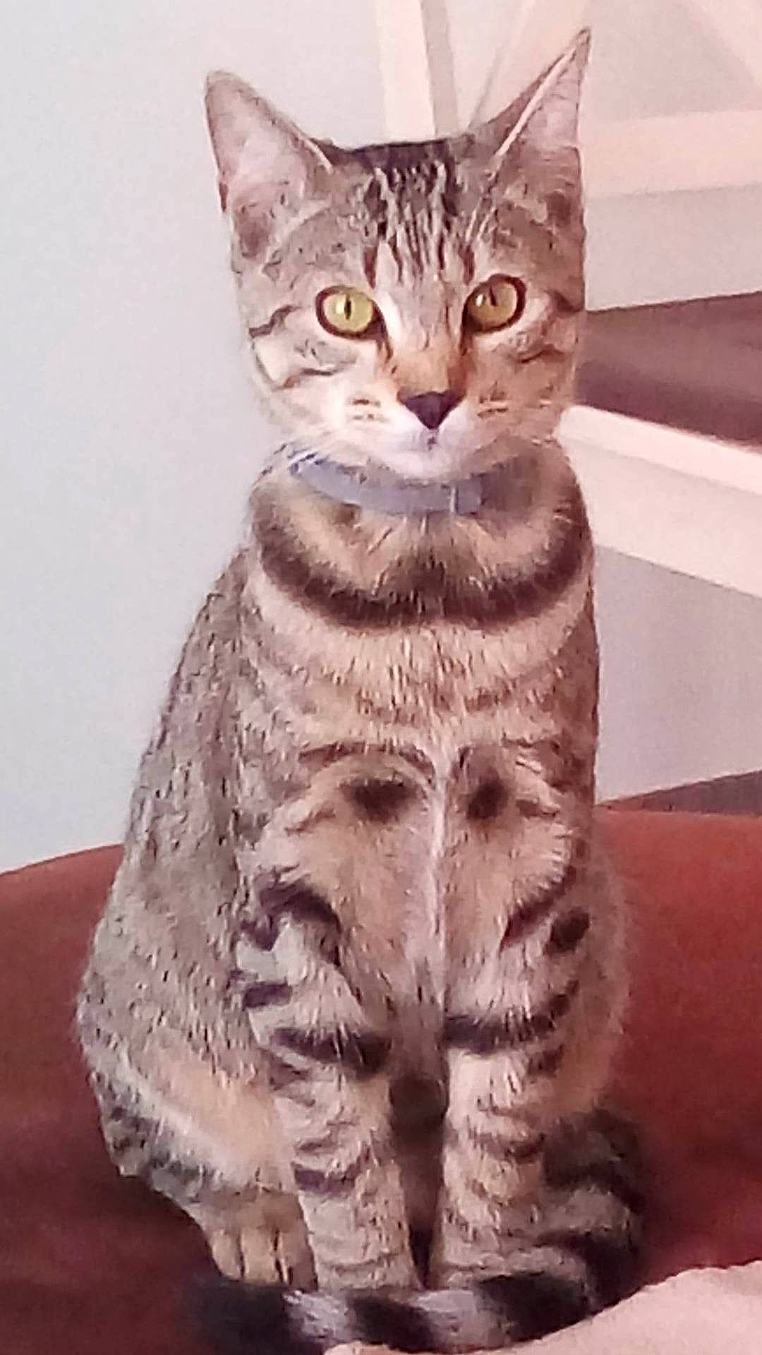 Oscar participe au concours pour gagner de l'argent avec cette photo : art, artifact, carnivore, cat, domestic_short_haired_cat, felidae, fur, paw, sitting, small_to_medium_sized_cats, snout, tail, terrestrial_animal, whiskers, window