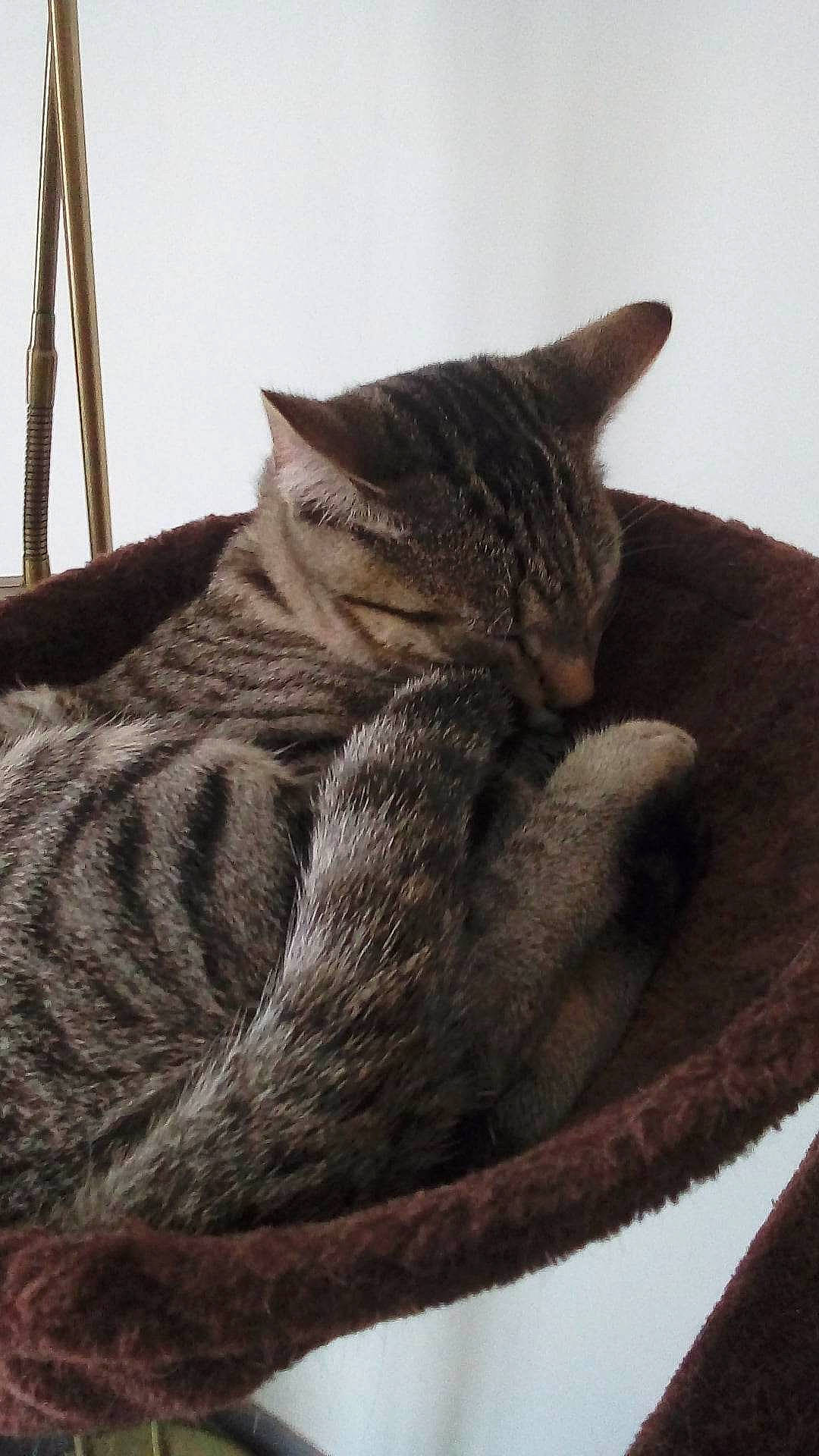 Oscar a rejoint le concours — aidez-le/la à gagner de superbes lots ! carnivore, cat, claw, comfort, domestic_short_haired_cat, felidae, fur, grey, linens, nap, paw, sleep, small_to_medium_sized_cats, snout, tail, terrestrial_animal, whiskers, window, wood, wool