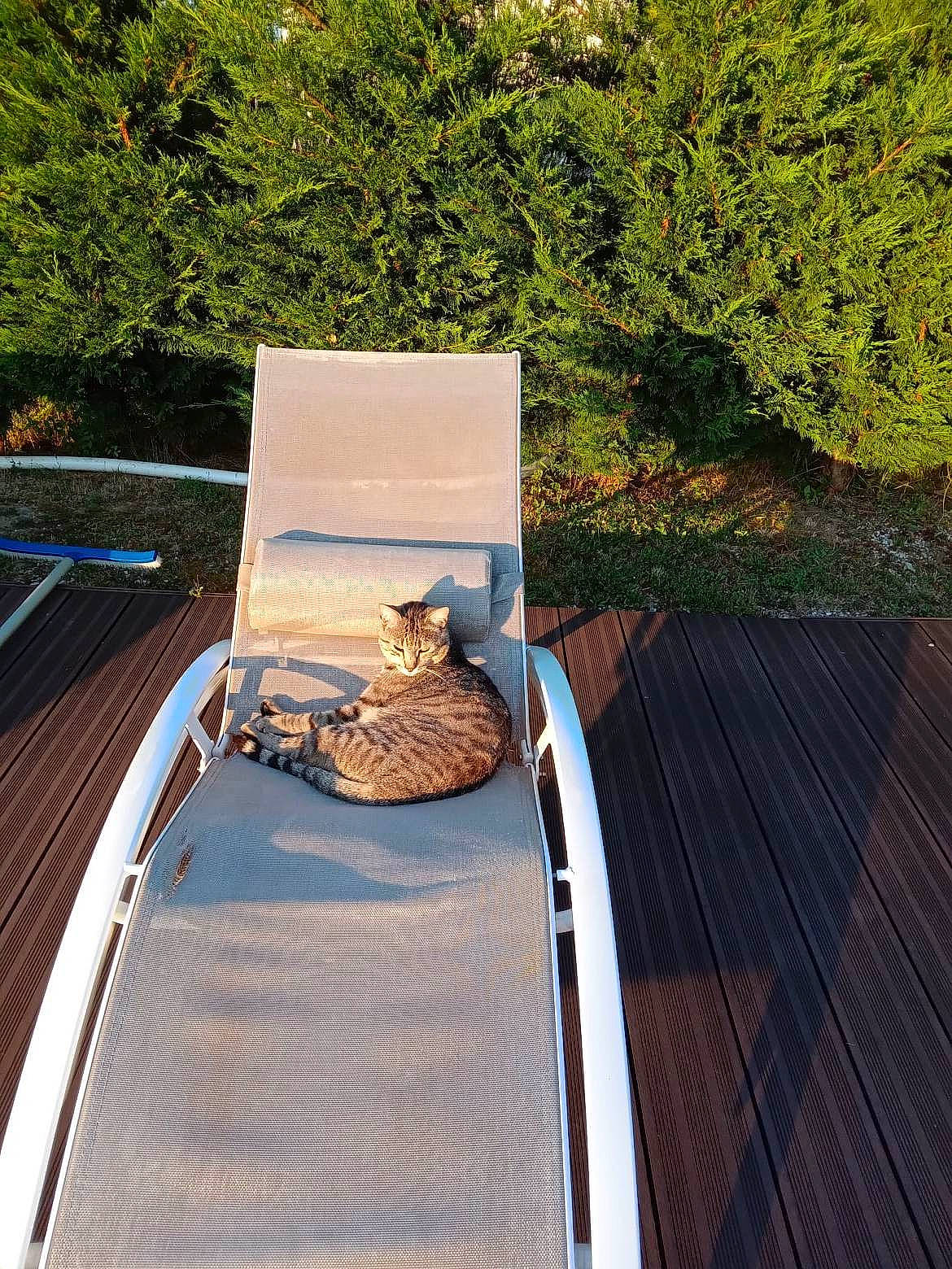 Oscar a rejoint le concours — aidez-le/la à gagner de superbes lots ! automotive_exterior, boat, boats_and_boating_equipment_and_supplies, deck, garden, grass, hardwood, landscape, leisure, motor_vehicle, outdoor_furniture, plant, rectangle, road_surface, roof, shade, sitting, water_transportation, wood, wood_stain