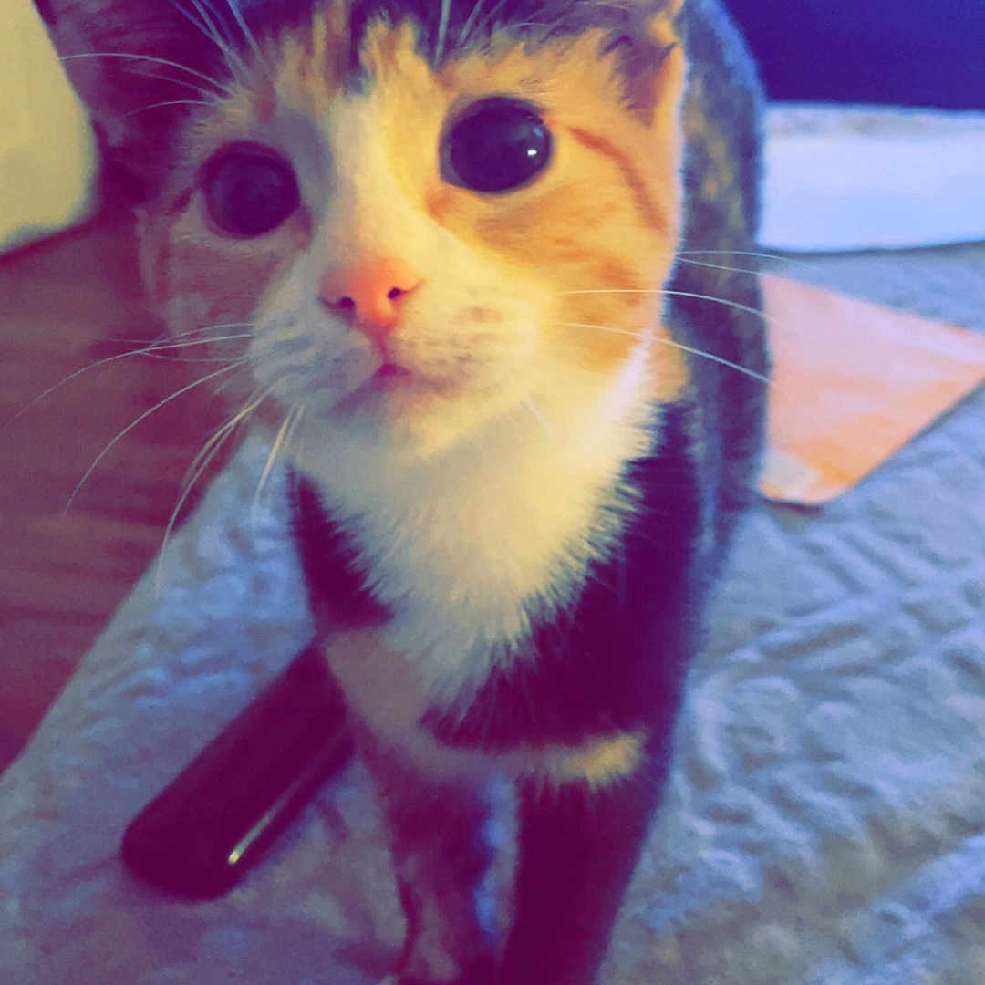 Pumpkin joined the competition — help win amazing prizes! animal, bedspread, calico_cat, cat, close_up, curious, cute, domestic, ears, feline, fur, furniture, home, indoor, looking_up, pet, remote_control, soft_light, table, whiskers