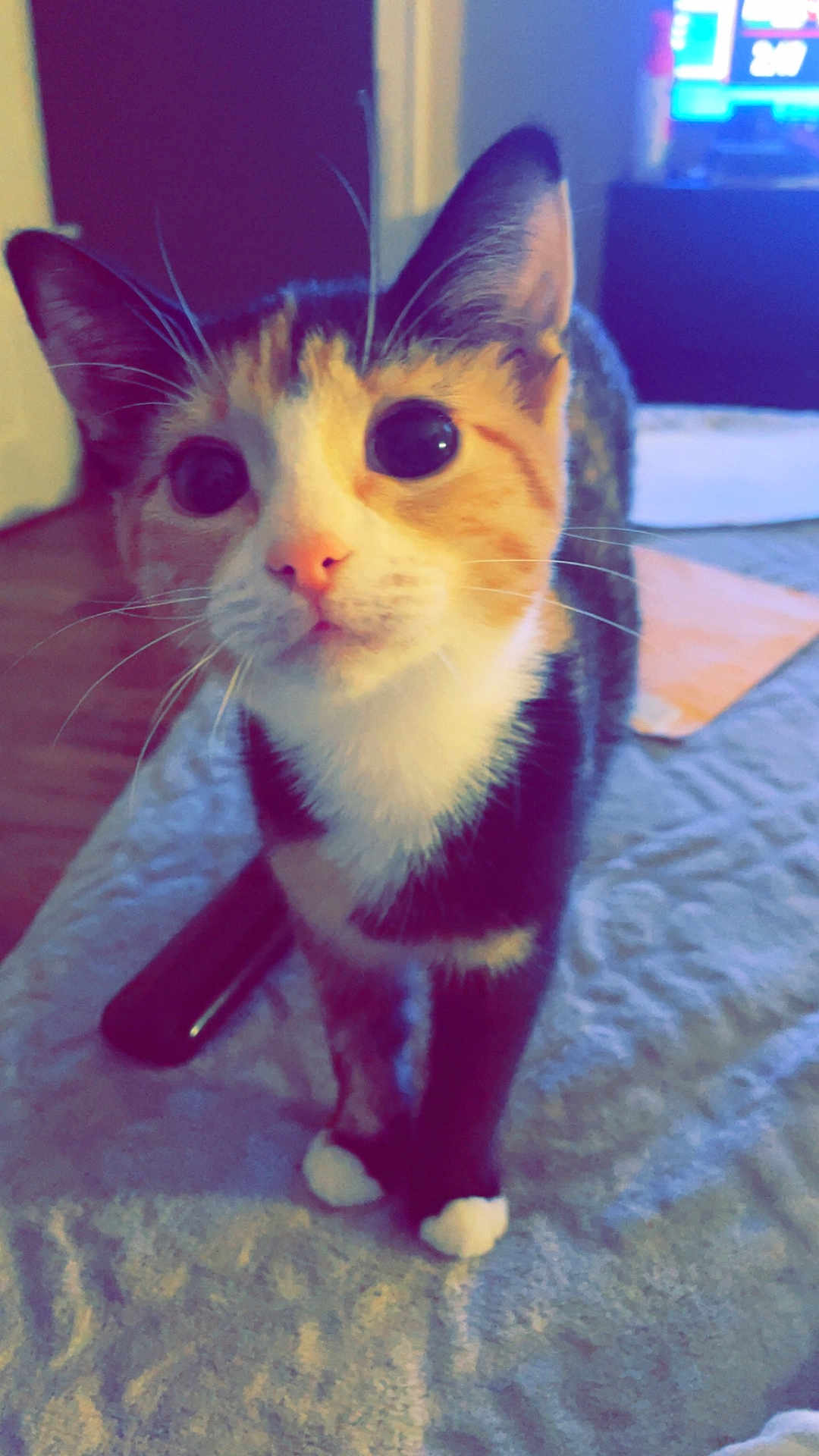 Pumpkin