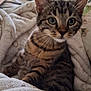 cat, kitten, tabby, blanket, couch, indoor, pet, fur, whiskers, ears, eyes, cozy, home, comfort, soft, furniture, animal, relaxing, closeup, curious